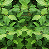 Leaves Vehicle Wrap Design — Large Scale Artwork for Wide Format Printing | Categories: Nature