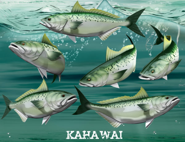 Kahawai