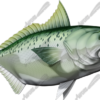 Kahawai
