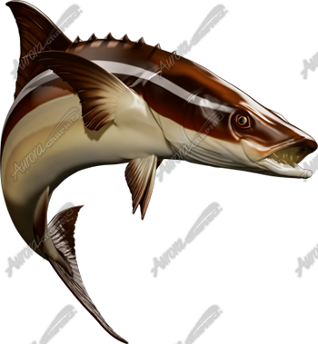 Cobia