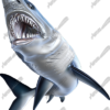 Mako Shark