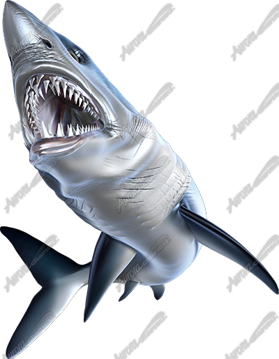 Mako Shark