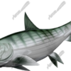Bonefish