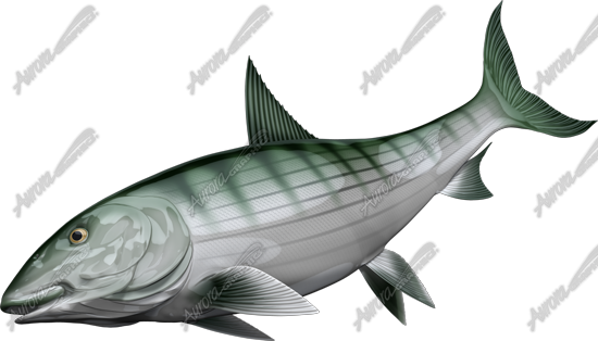 Bonefish