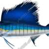 Sailfish