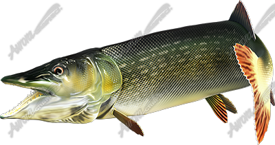 Pike