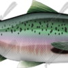 Salmon
