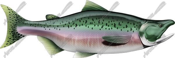 Salmon