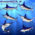 Swordfish Fish