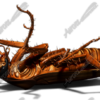 Cockroach 4 Vehicle Wrap Design — Large Scale Artwork for Wide Format Printing | Categories: PIK6 Everyday, Commercial, Industry, Nature