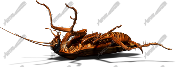 Cockroach 4 Vehicle Wrap Design — Large Scale Artwork for Wide Format Printing | Categories: PIK6 Everyday, Commercial, Industry, Nature