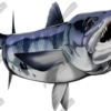 Barracuda