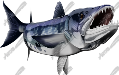 Barracuda