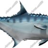 Talang Queenfish