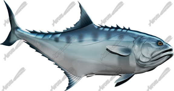 Talang Queenfish