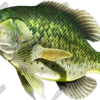 Crappie