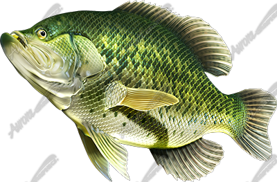 Crappie