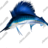 Sailfish