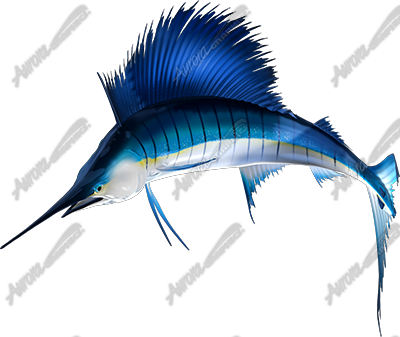 Sailfish