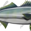 White Seabass