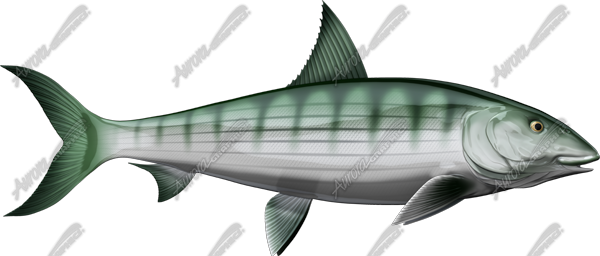 Bonefish