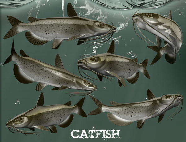Catfish Fish