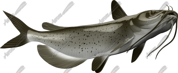 Catfish