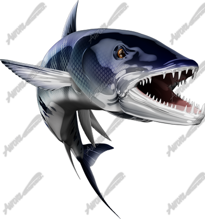 Barracuda