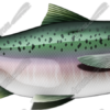 Salmon