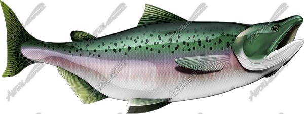 Salmon