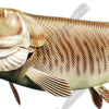 Tiger Musky