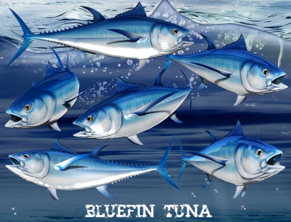Bluefin Tuna Fish