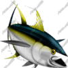 Yellowfin Tuna