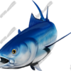 Bluefin Tuna