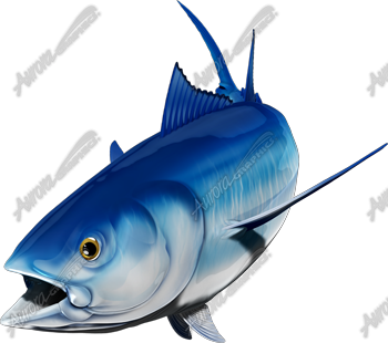 Bluefin Tuna