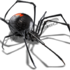 Black Widow 1 Vehicle Wrap Design — Large Scale Artwork for Wide Format Printing | Categories: Commercial, Industry, Nature
