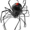 Black Widow 3 Vehicle Wrap Design — Large Scale Artwork for Wide Format Printing | Categories: PIK6 Everyday, Commercial, Industry, Nature