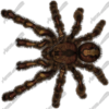 Tarantula Vehicle Wrap Design — Large Scale Artwork for Wide Format Printing | Categories: PIK6 Everyday, Nature