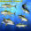 Yellowfin Tuna Fish