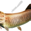 Tiger Musky