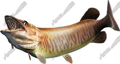 Tiger Musky