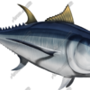 Albacore