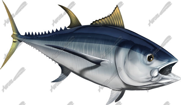 Albacore
