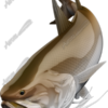 King Threadfin