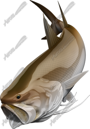 King Threadfin