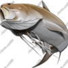 King Threadfin