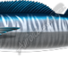 Wahoo