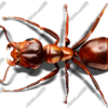 Red Ant 2 Vehicle Wrap Design — Large Scale Artwork for Wide Format Printing | Categories: PIK6 Everyday, Commercial, Industry, Nature