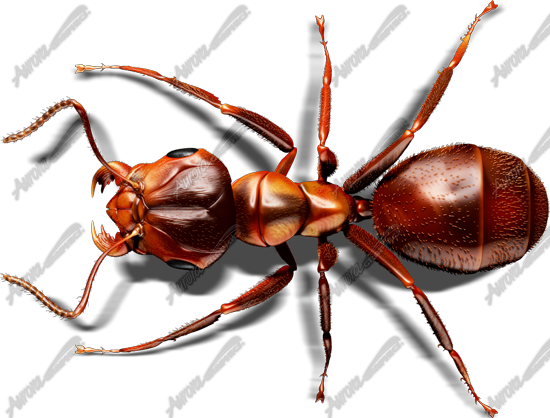 Red Ant 2 Vehicle Wrap Design — Large Scale Artwork for Wide Format Printing | Categories: PIK6 Everyday, Commercial, Industry, Nature