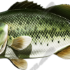 Largemouth Bass